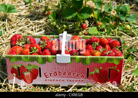 Erdbeeren in einer Korb, Erdbeere Ernte Stockfoto