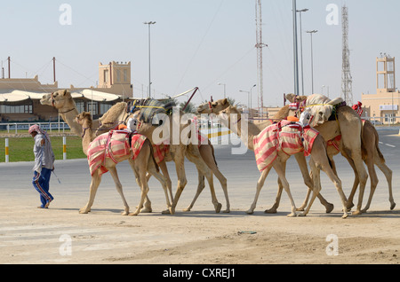 Al Sheehaniya, Camel Race Track, Doha, Katar, Vereinigte Arabische Emirate, Naher Osten Stockfoto