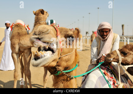 Al Sheehaniya, Kamelrennen Track, Doha, Katar, Vereinigte Arabische Emirate, Naher Osten Stockfoto