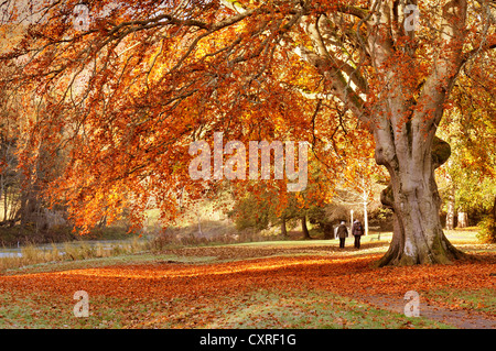 Goldene Herbst-Farben in Peebles in Scottish Borders, Schottland, Großbritannien. Stockfoto
