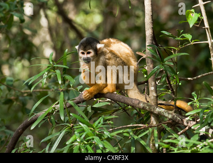 Eichhörnchen affe affe finden. Garden Route, Südafrika. Stockfoto