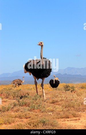 Südafrikanische Strauße (Struthio Camelus Australis), Adult, Männchen und Weibchen in einer Gruppe, Oudtshoorn, Little Karoo, Südafrika Stockfoto