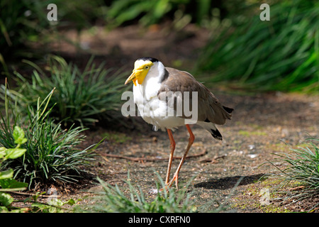 Afrikanische Flecht-Kiebitz oder Senegal Flecht-Regenpfeifer (Vanellus Senegallus), Erwachsener, Südafrika, Afrika Stockfoto