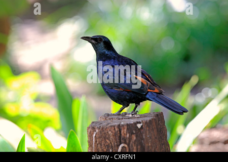 Red-winged Starling (Onychognathus Morio), thront auf einem Aussichtsturm, Südafrika, Afrika Stockfoto