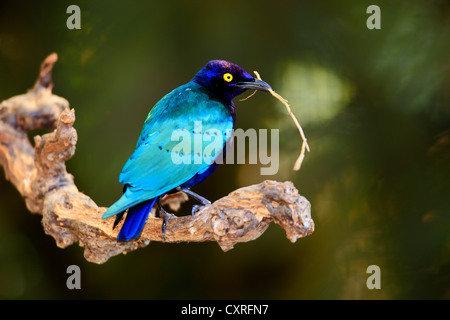 Lila glänzend Starling (Glanzstare Purpureus), Erwachsene, Männlich, mit Nistmaterial, thront auf einem Aussichtspunkt, Afrika Stockfoto