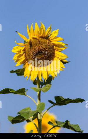 Sonnenblume (Helianthus annuus), Kassel, Hessen, Deutschland, Europa Stockfoto