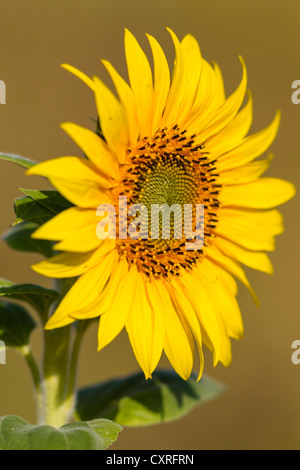 Sonnenblume (Helianthus annuus), Kassel, Hessen, Deutschland, Europa Stockfoto