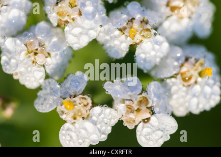 Boden Elder, Kraut, Gerard, Bishop's Weed, Goutweed oder Schnee-in-der-Berg (Aegopodium podagraria), Kassel, Hessen Stockfoto