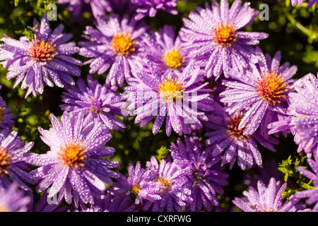 New York Aster (Aster novi-belgii), Kassel, Hessen, Deutschland, Europa Stockfoto