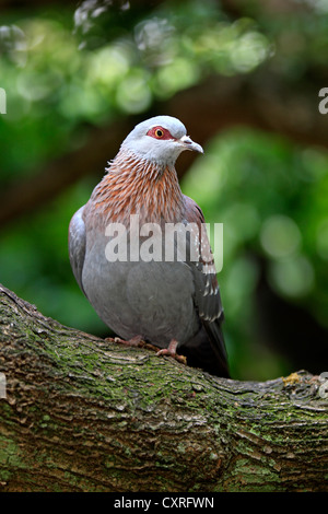 Rotäugigen Taube (Streptopelia Semitorquata), Erwachsene, thront auf einem Aussichtspunkt in einem Baum, Südafrika, Afrika Stockfoto