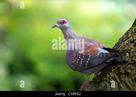 Rotäugigen Taube (Streptopelia Semitorquata), Erwachsene, thront auf einem Aussichtspunkt in einem Baum, Südafrika, Afrika Stockfoto