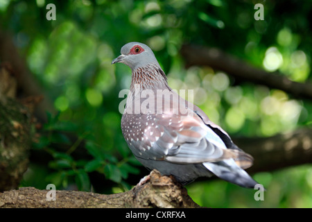 Rotäugigen Taube (Streptopelia Semitorquata), Erwachsene, thront auf einem Aussichtspunkt in einem Baum, Südafrika, Afrika Stockfoto