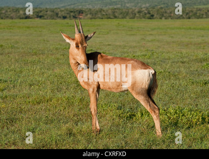 Rote Kuhantilope (Alcelaphus Caama) Stockfoto