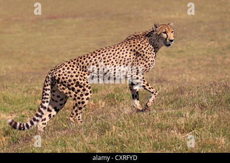 Gepard (Acinonyx Jubatus), Erwachsene, stehend Warnung, Südafrika, Afrika Stockfoto