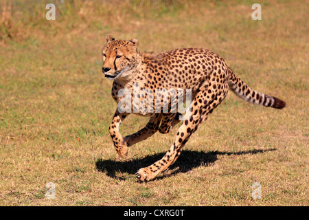 Gepard (Acinonyx Jubatus), Erwachsene, jagen, laufen, Südafrika, Afrika Stockfoto