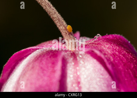 Dunkel rosa chinesische oder japanische Anemone, thimbleweed oder Cuneata (Anemone japonica Pamina), Kassel, Hessen, Deutschland, Europa Stockfoto