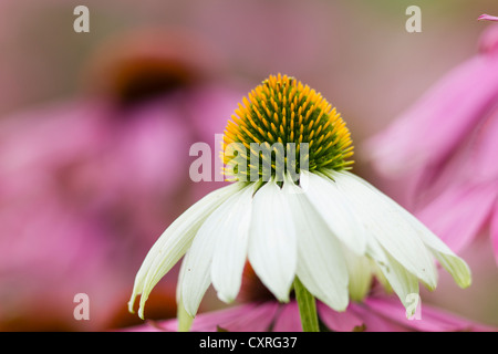 Blasser Sonnenhut (Echinacea Githago), Hessen, Deutschland, Europa Stockfoto