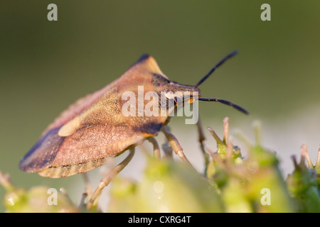 Grüne stinken Bug oder gemeinsamen Green shieldbug (palomena prasina), Hessen, Deutschland, Europa Stockfoto