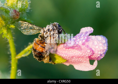 Blühende größer Moschus - Malve (Malva alcea), am Morgen Frost, Hessen, Deutschland, Europa Stockfoto