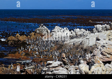 Jackass Pinguine, afrikanische Pinguine oder Black-Footed Pinguine (Spheniscus Demersus), Kolonie auf Felsen, Bettys Bay thront Stockfoto