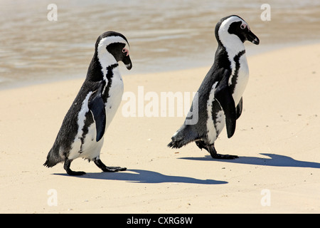 Jackass Pinguine, afrikanischen oder Black-footed Pinguine (Spheniscus Demersus), paar am Strand, Boulder, Simons Town, Western Cape Stockfoto