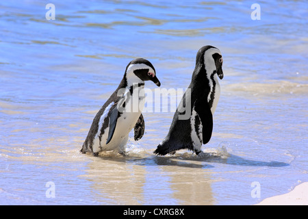 Jackass Pinguine, afrikanischen oder Black-footed Pinguine (Spheniscus Demersus), paar am Strand, Boulder, Simons Town, Western Cape Stockfoto