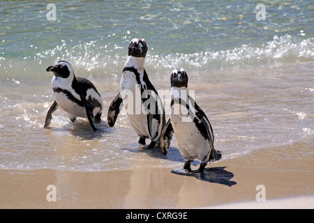 Drei Jackass Pinguine, afrikanischen oder Black-footed Pinguine (Spheniscus Demersus), am Strand, Boulder, Simons Town Stockfoto