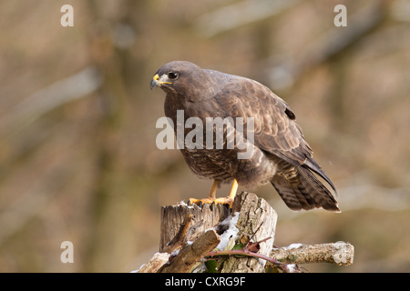 Mäusebussard (Buteo buteo), Bad Sooden - allendorf, Hessen, Deutschland, Europa Stockfoto