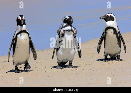 Drei Jackass Pinguine, afrikanischen oder Black-footed Pinguine (Spheniscus Demersus) Gruppe am Strand, Erwachsene und Jugendliche Stockfoto