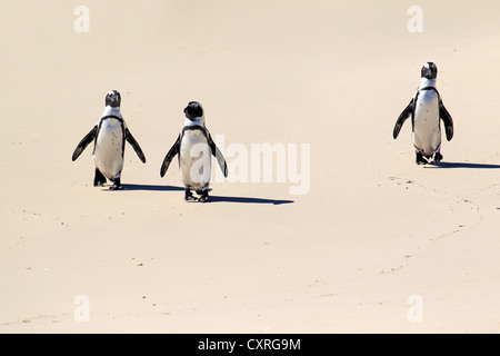 Drei Jackass Pinguine, afrikanischen oder Black-footed Pinguine (Spheniscus Demersus), walking am Strand, Boulder, Simons Town Stockfoto