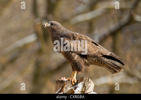 Mäusebussard (Buteo buteo), Bad Sooden - allendorf, Hessen, Deutschland, Europa Stockfoto