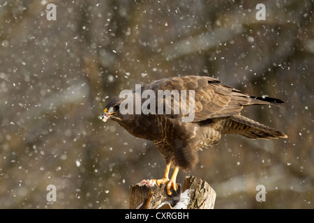 Mäusebussard (Buteo buteo), Bad Sooden - allendorf, Hessen, Deutschland, Europa Stockfoto