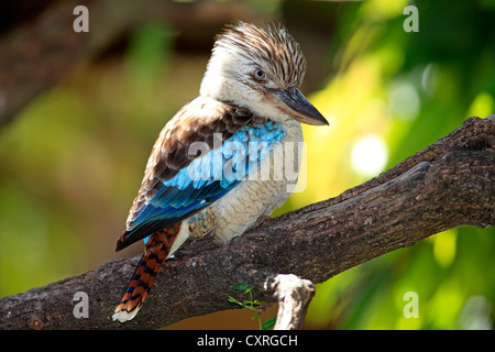 Blue-winged Kookaburra (Dacelo Leachii), Gefangenschaft, native nach Australien, Welt der Vögel Wildlife Sanctuary, Hout Bay, Südafrika Stockfoto