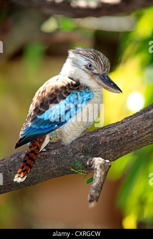 Blue-winged Kookaburra (Dacelo Leachii), Erwachsene, thront auf einem Baum, Australien Stockfoto