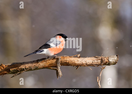 Dompfaff, gimpel oder Eurasische Gimpel (Pyrrhula pyrrhula), auf einem Zweig sitzend, Bad Sooden - allendorf Hessen Stockfoto