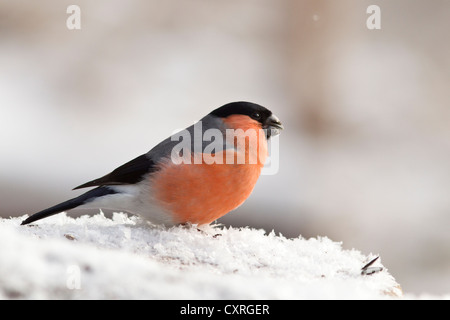 Gimpel (Pyrrhula Pyrrhula) in den Schnee, Bad Sooden-Allendorf, Hessen, Deutschland, Europa Stockfoto