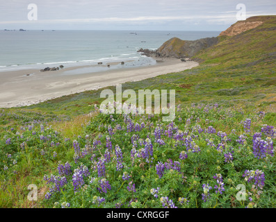 Cape Blanco State Park, OR: Lupine Blüte auf einem Hügel mit Blick auf einem einsamen Strand. Stockfoto