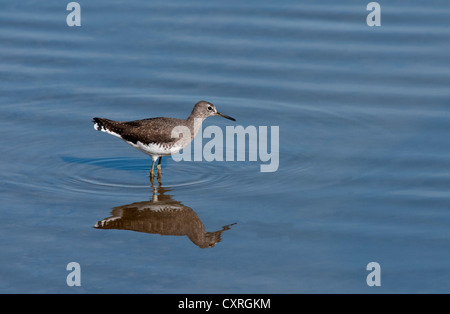 ein Grünschenkel waten im seichten Wasser mit einer schönen Spiegelung Stockfoto