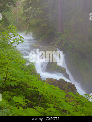 Olympic Nationalpark, Washington Sol Duc fällt mit Nebel und Dunst von den gemäßigten Regenwald Stockfoto
