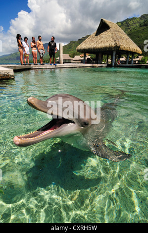 Touristen, die gerade eines Delphin, Tümmler (Tursiops Truncatus), Moorea Dolphin Center, Hotel Intercontinental Stockfoto