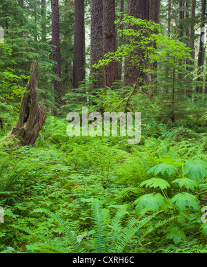 Olympic Nationalpark, Washington: Rebe Ahorn (Acer Circinatum) im Unterwuchs in den gemäßigten Regenwald Stockfoto