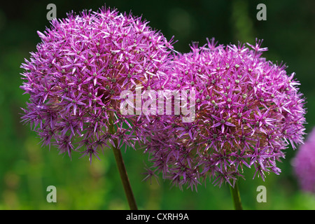 Allium oder Giant Allium-Sorte 'Globemaster' (Allium hybride Globemaster) in Blüte Stockfoto