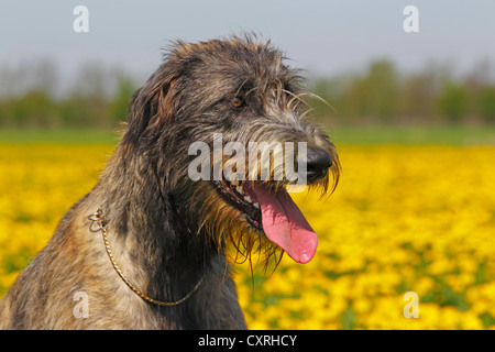 Irischer Wolfshund (Canis Lupus Familiaris), Weiblich Stockfoto