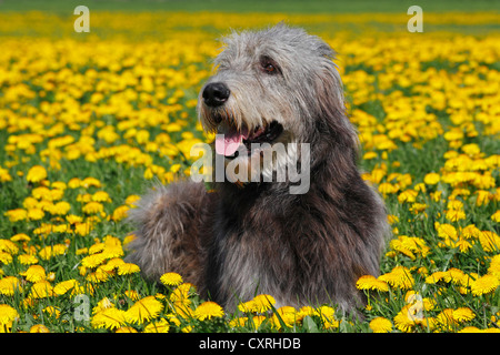 Irischer Wolfshund (Canis Lupus Familiaris), männliche liegen auf einer Wiese mit Löwenzahn Stockfoto