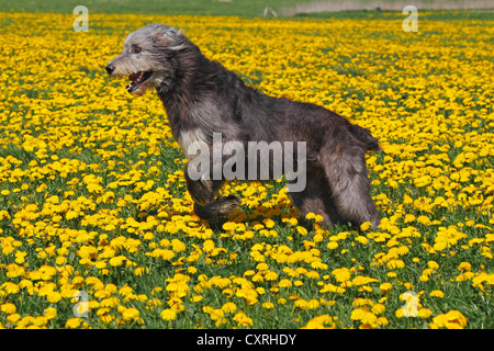 Irischer Wolfshund (Canis Lupus Familiaris), männliche quer über eine Wiese mit Löwenzahn Stockfoto