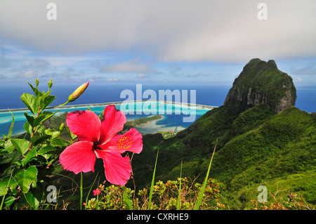 Hibiskusblüten, Blick auf das Riff, Atoll, Motu und Mount Otemanu vom Mount Pahia, Bora Bora, Leeward-Inseln, Gesellschaftsinseln Stockfoto