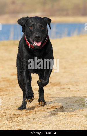 Schwarze Labrador Retriever (Canis Lupus Familiaris), männlicher Hund ausgeführt Stockfoto