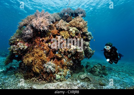 Taucher, die Blick auf einen großen Block von verschiedenen Korallen auf dem Riffdach, Great Barrier Reef, ein UNESCO-Weltkulturerbe, Queensland Stockfoto