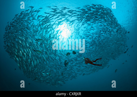 Taucher mit einem großen Schwarm von Großaugenthun Makrelen (Caranx Sexfasciatus) im offenen Meer, Great Barrier Reef schwimmen Stockfoto