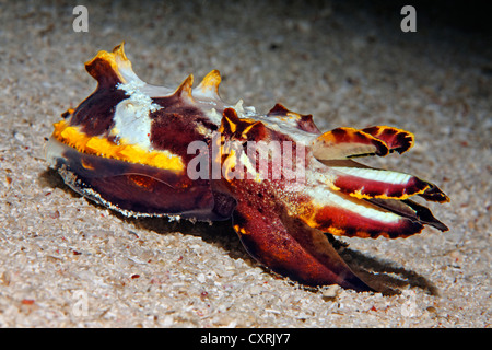 Pfeffer der extravaganten Tintenfisch (Metasepia Pfefferi) auf sandigen Meeresboden, Great Barrier Reef, ein UNESCO-Weltkulturerbe Stockfoto